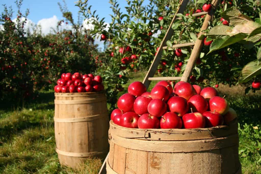 Harvest Happenings/Apple Festival
