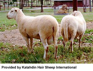 Van Wert County Fairgrounds Katahdin Sheep Show